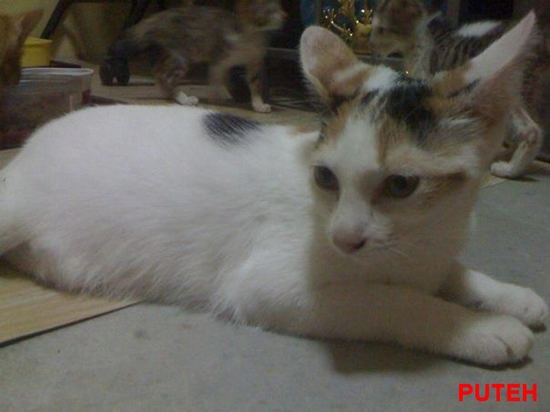 mini-Remember me. I was the one with after spaying incision's problem. Thank you Dr. Chan for helping me..