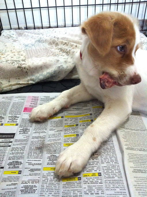 Enjoying a bone