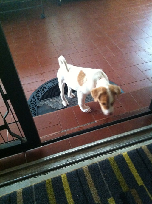 Learning to climb steps