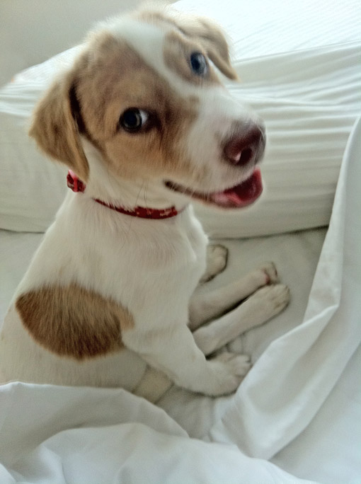 Max in bed