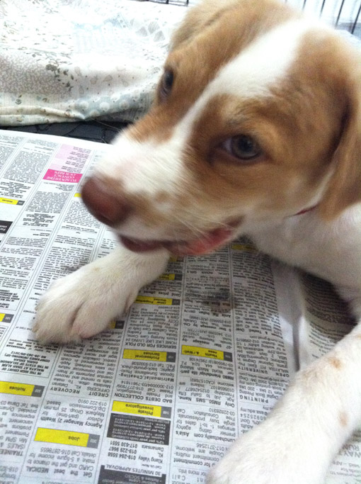 Morning paper and bone to chew