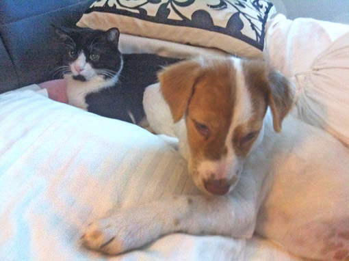 My cat pal
