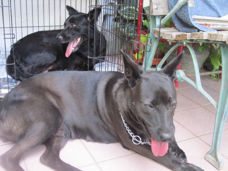 mini-Ebony(front) and Effie(Back)