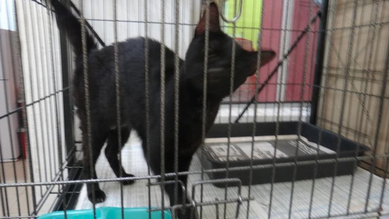 mini-cat-sugar