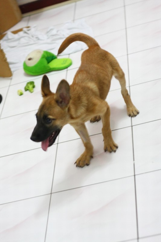 mini-jiro