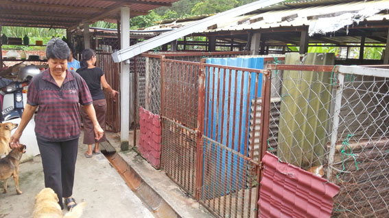 Each kennel has open and covered spaces