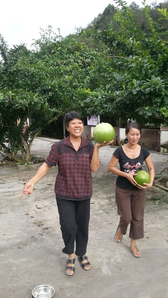 Harvesting Mo Fa Quo to brew herbal tea
