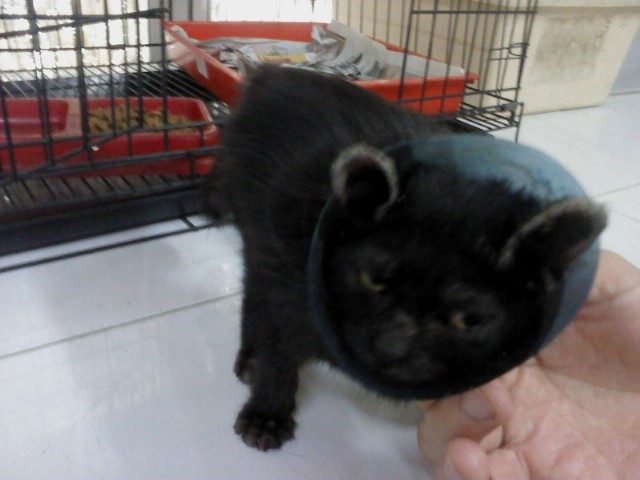 Hew rectal prolapse