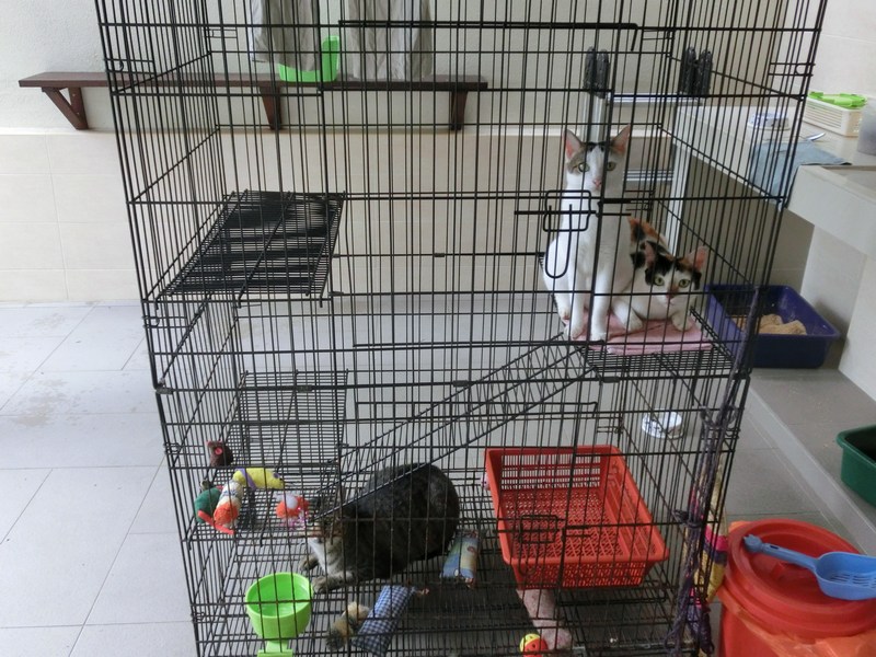 mini-CIMG3623