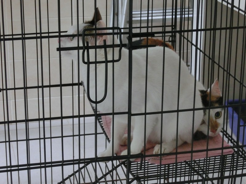 mini-CIMG3624
