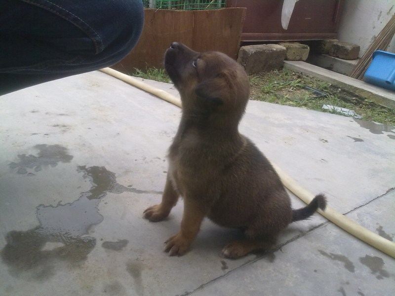 mini-Female