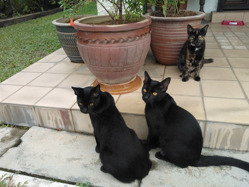 mini-Goldie and Midnight and Star