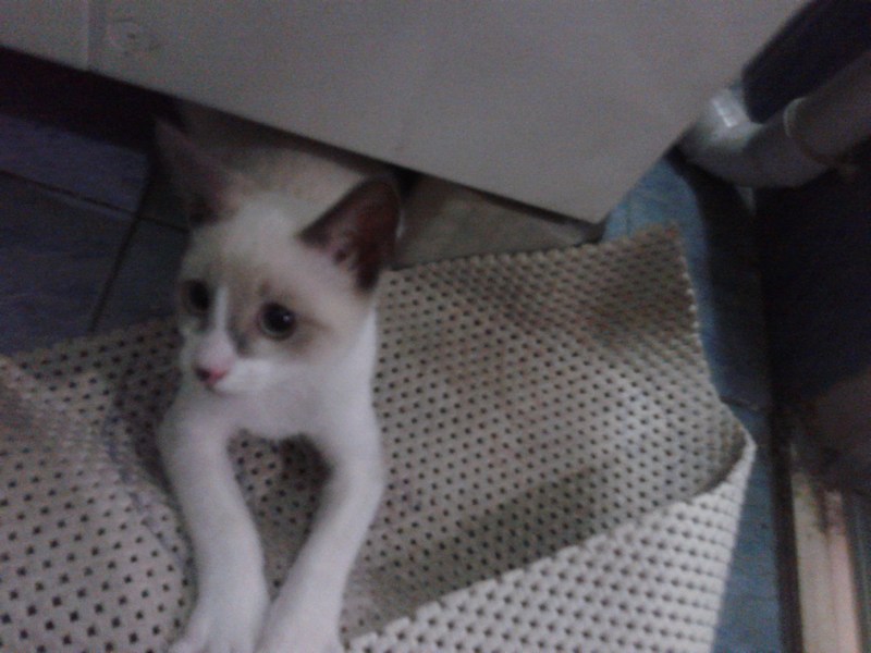 mini-Kit Kat kitten2