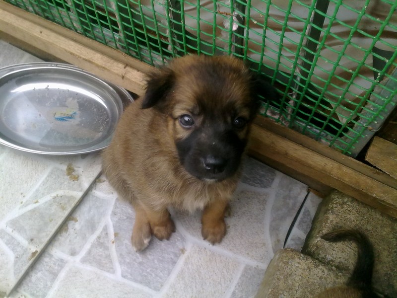 mini-Male