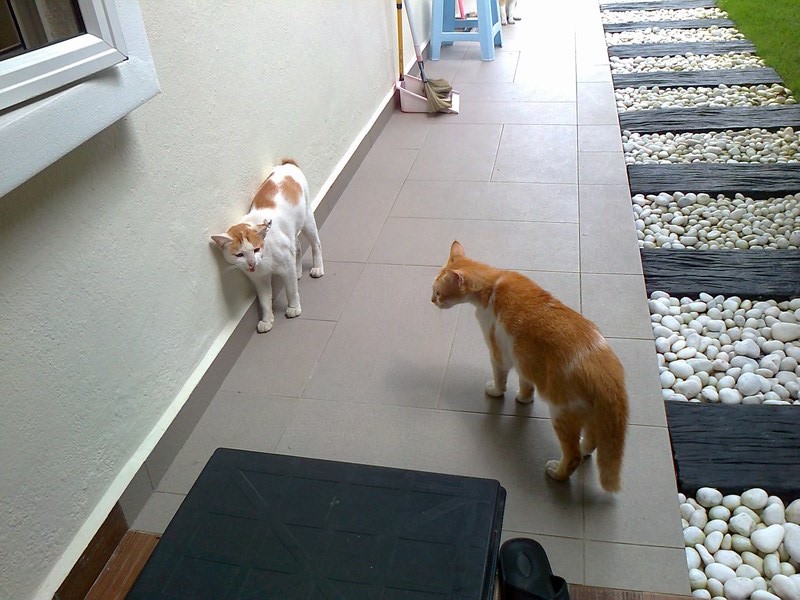 mini-Photo0152