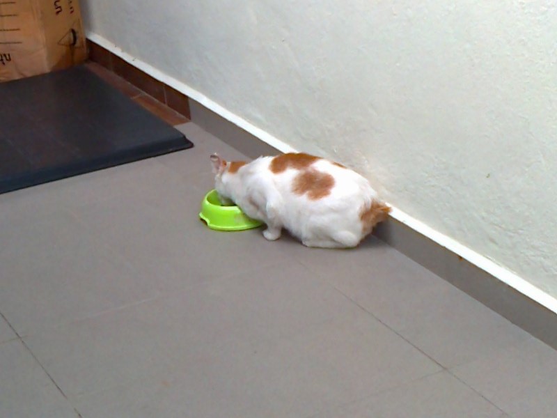 mini-Photo0154