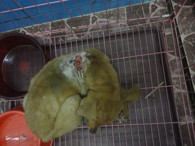 mini-puppy (2)