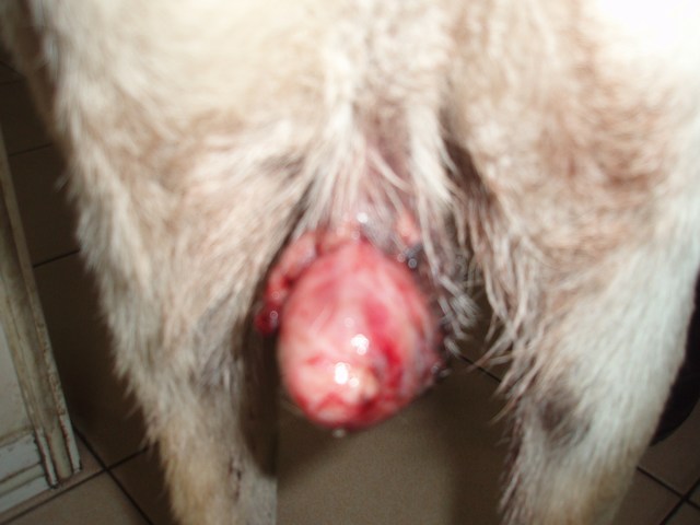 mini-testicle (1)