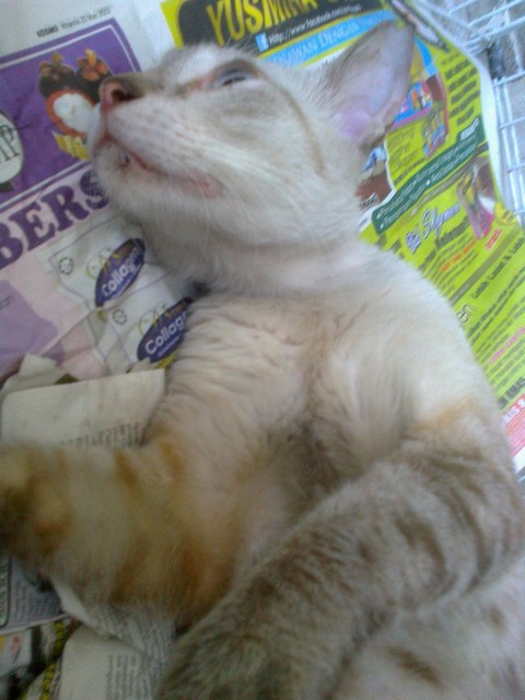 mini-Picture 002