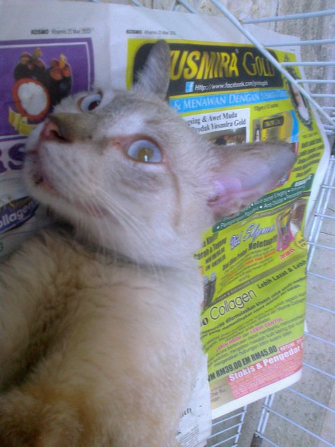 mini-Picture 003