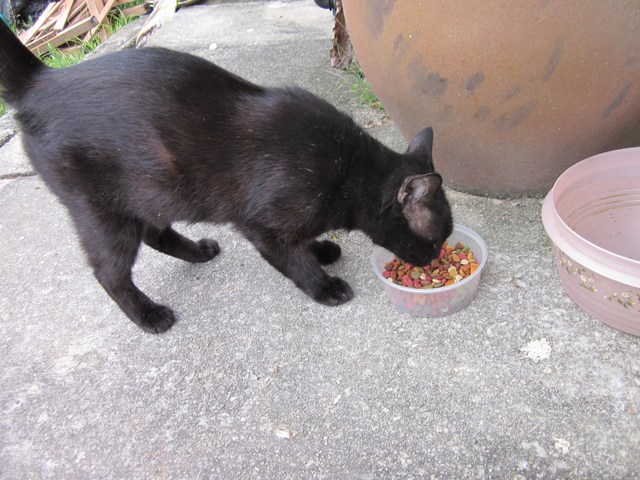 mini-black cat
