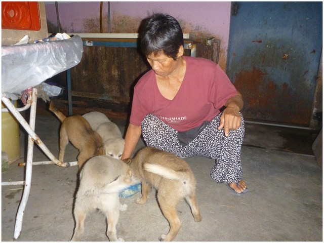 mini-dog feeding #4