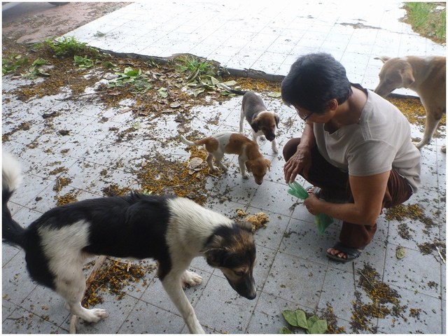 mini-dog feeding #5