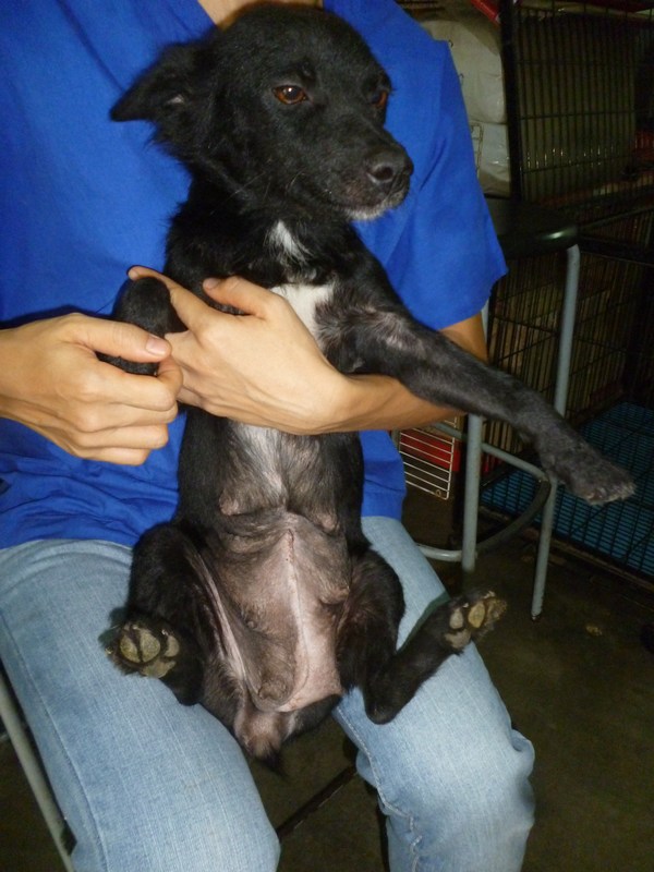 mini-Spayed!