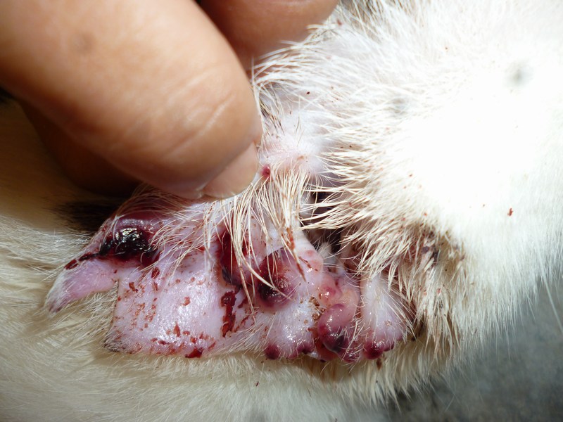 mini-Typical of non-healing wound