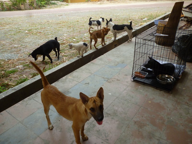 mini-Visitors