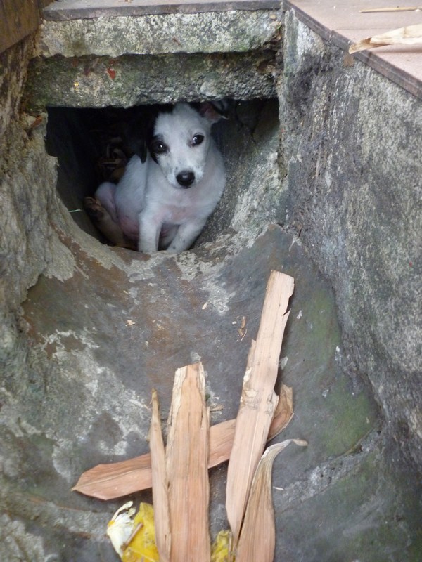 mini-Waiting for mummy to come back