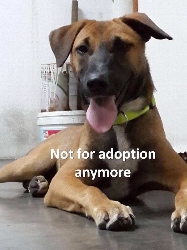 Not for adoption anymore