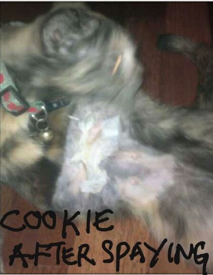 cookie 2