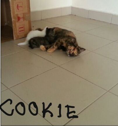 cookie 3