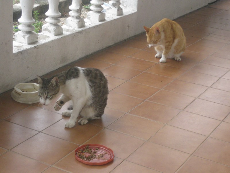 mini-IMG_0611