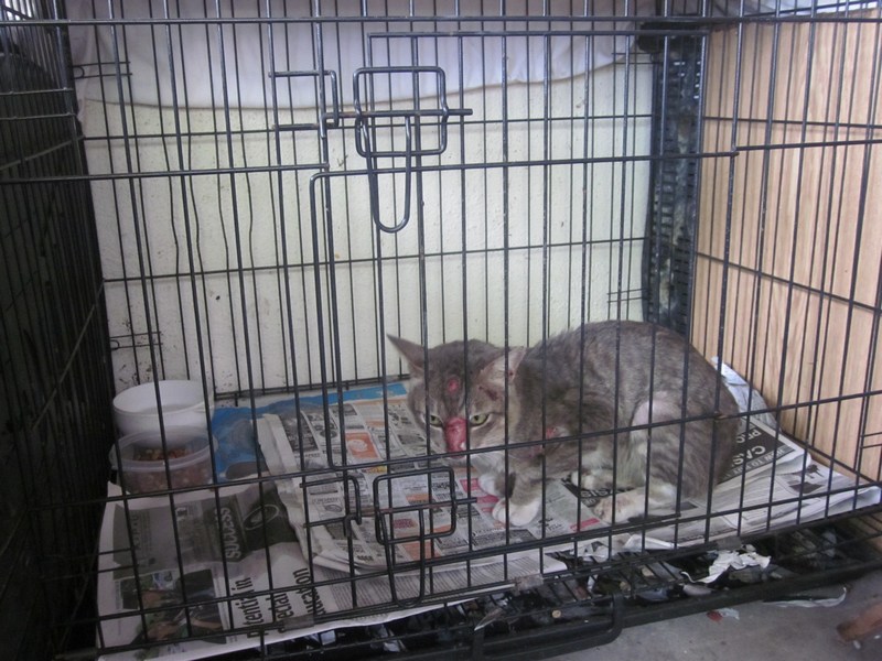 mini-Houdini in his old home