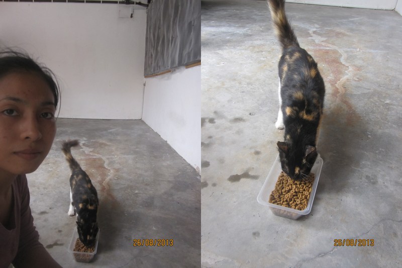mini-1 community cats2-selayang