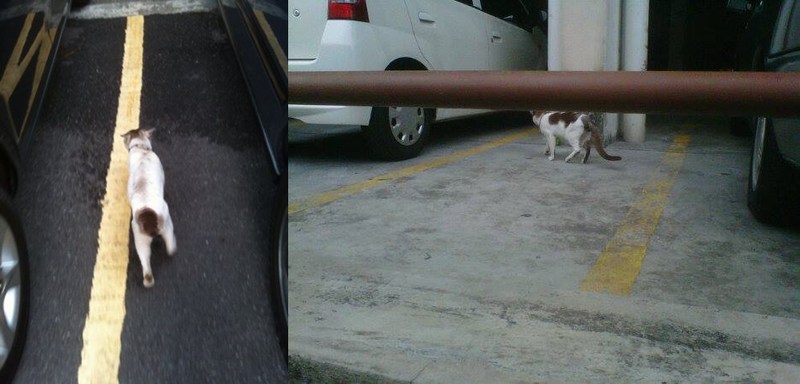 mini-10,11,flat pandan cahaya-catss