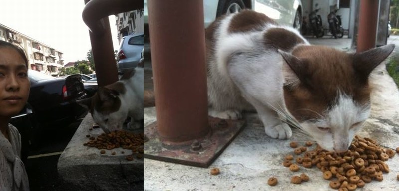 mini-7,flat pandan cahaya-kucing