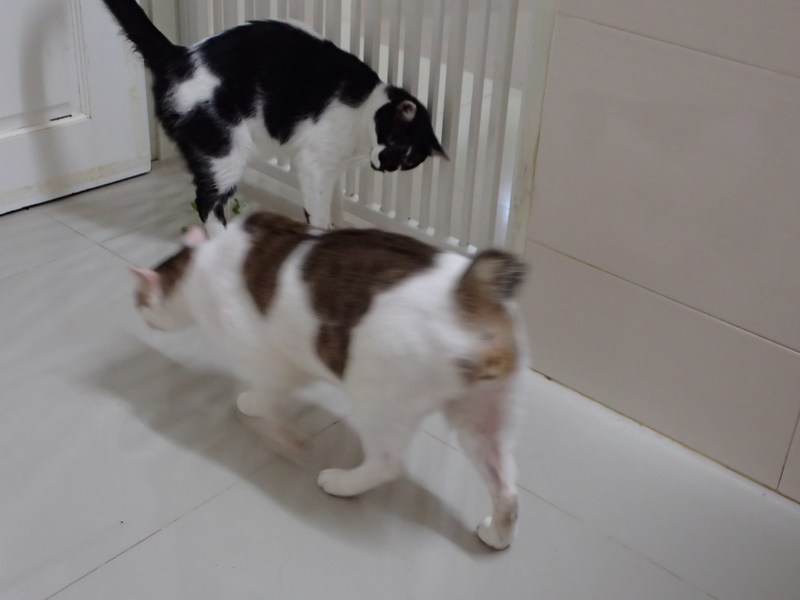 mini-P9010124