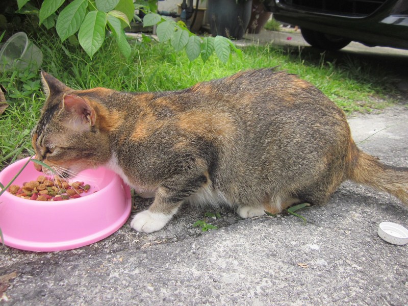 mini-Seby 's first meal after surgery