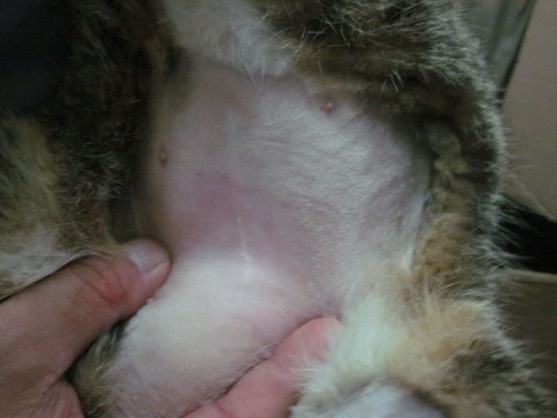 mini-Seby- surgery incision