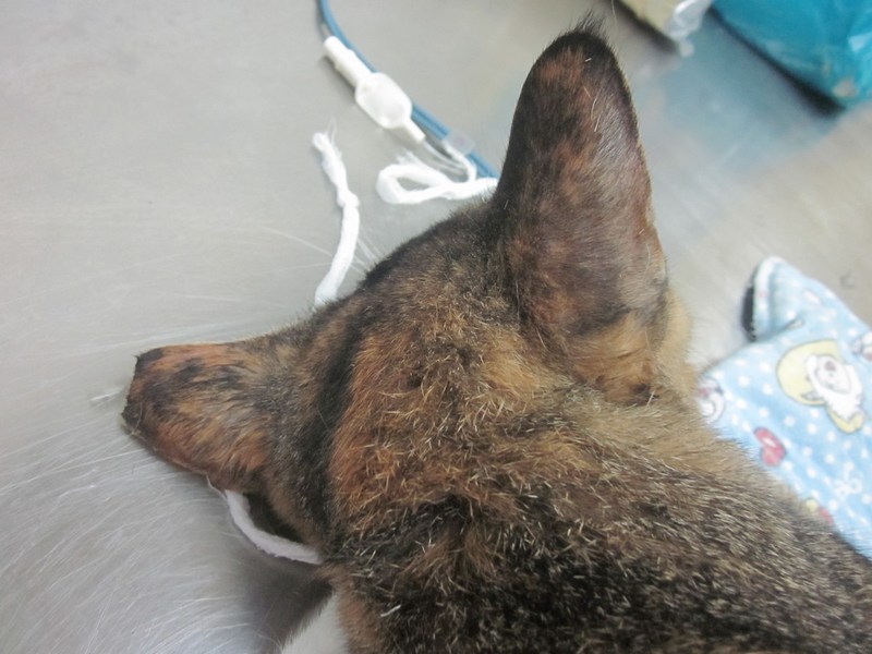 mini-Seby's notched ear
