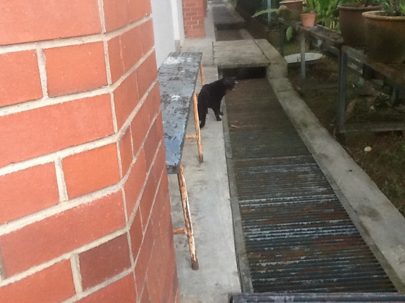 mini-Stray 5 (After Spay)