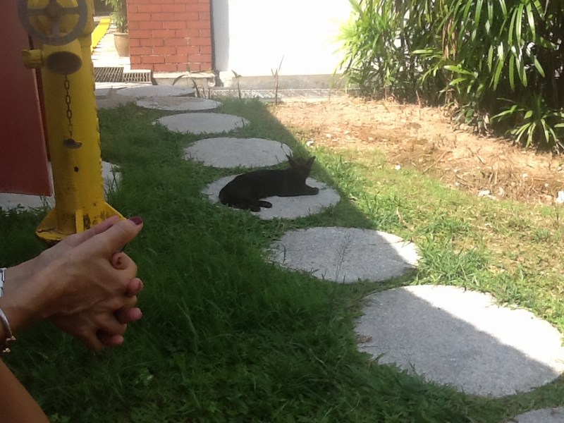 mini-Stray 5 (male)
