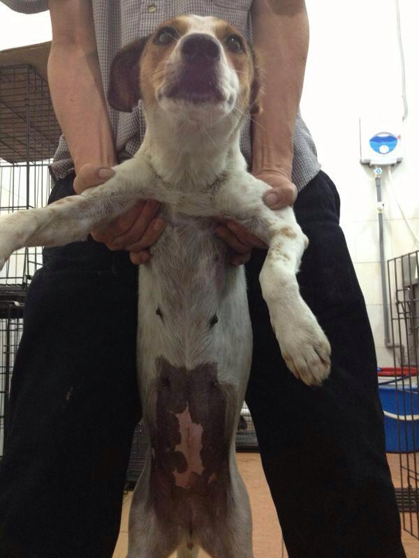 mini-after spayed