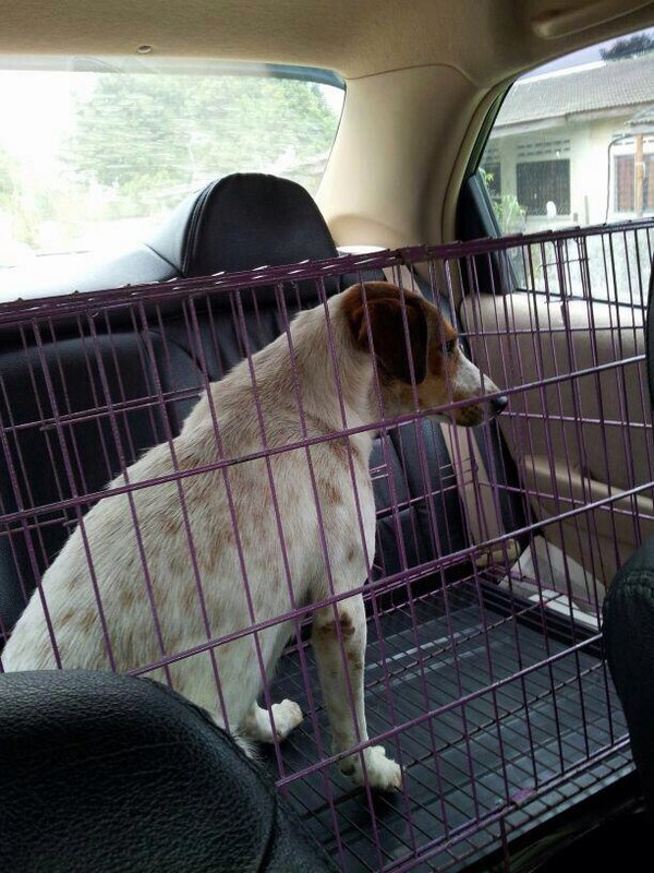 mini-on the way to vet (1)