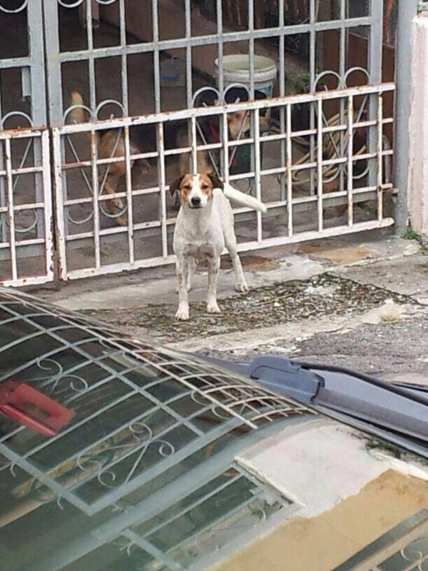 mini-on the way to vet (2)