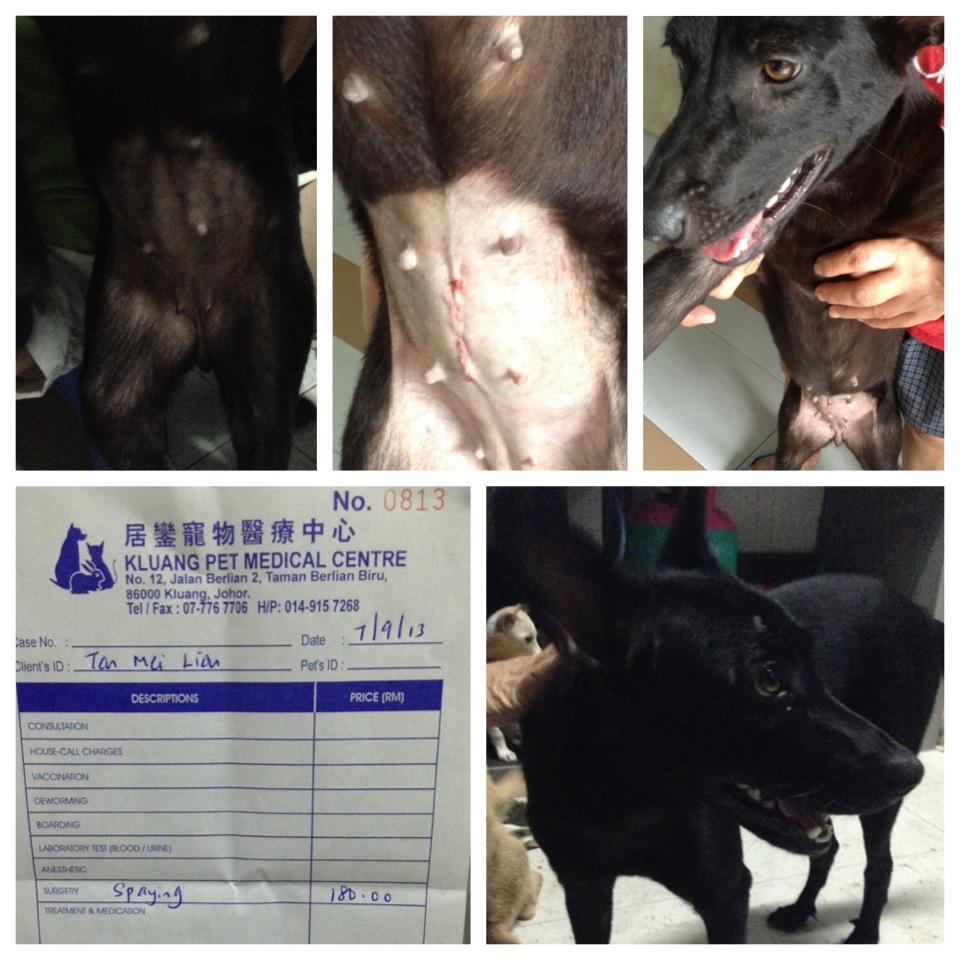 tan mei lian black dog