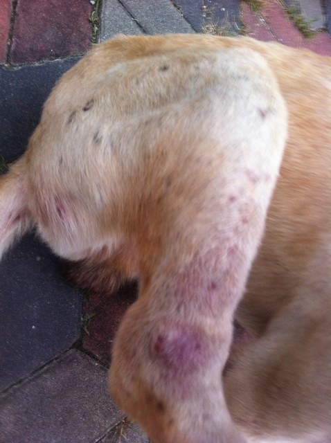 mini-roscoe swollen leg
